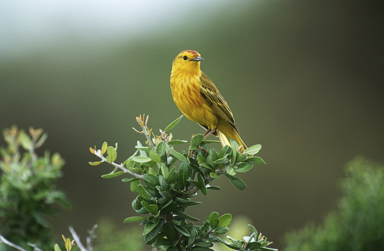 Yellow Warbler perching on bush