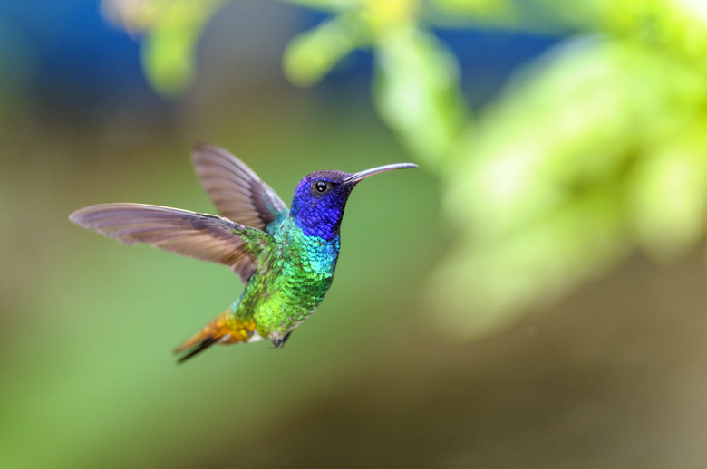 Golden-tailed Sapphire Hummingbird