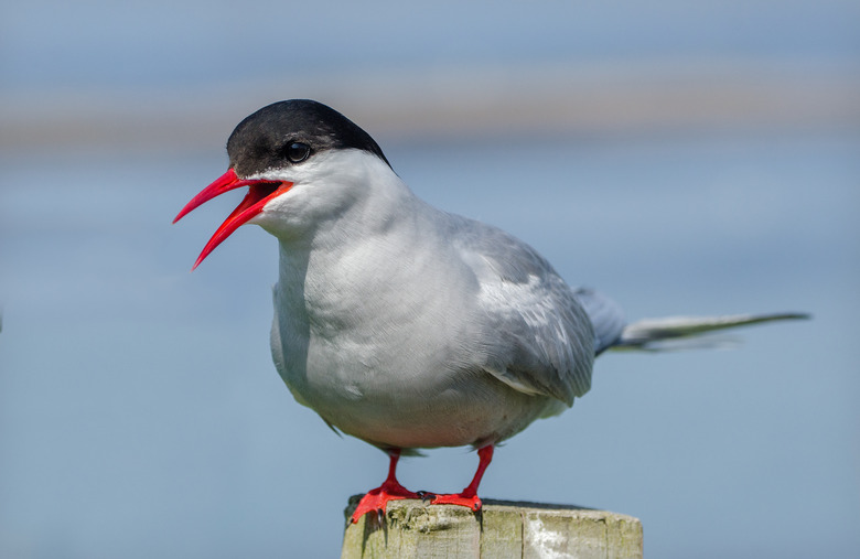 Arctic Tern