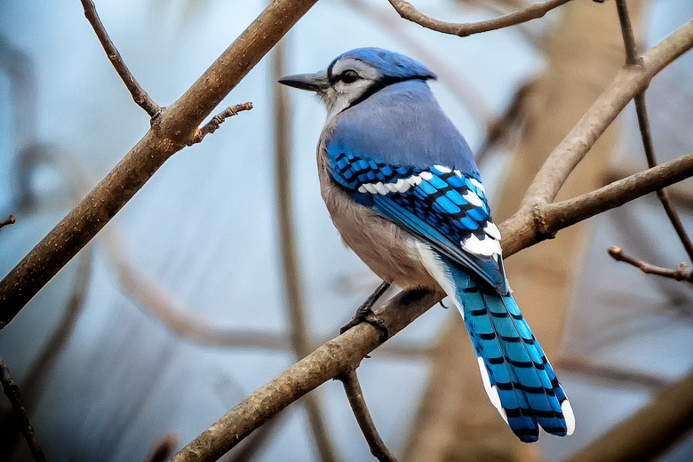 Beautiful Blue Jay