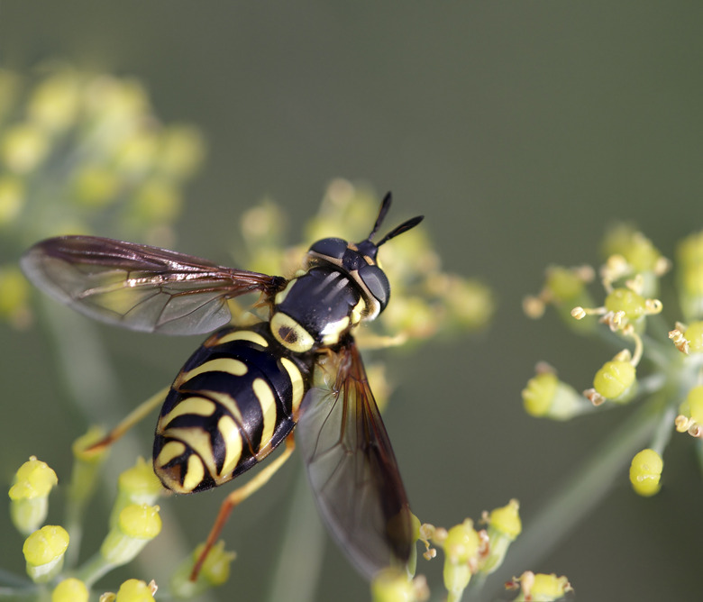 Wasp on a yellow flower