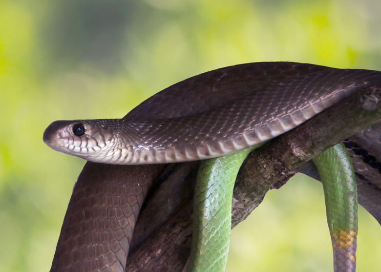 Rat snake also known Indian rat snake, oriental rat snake close - up view