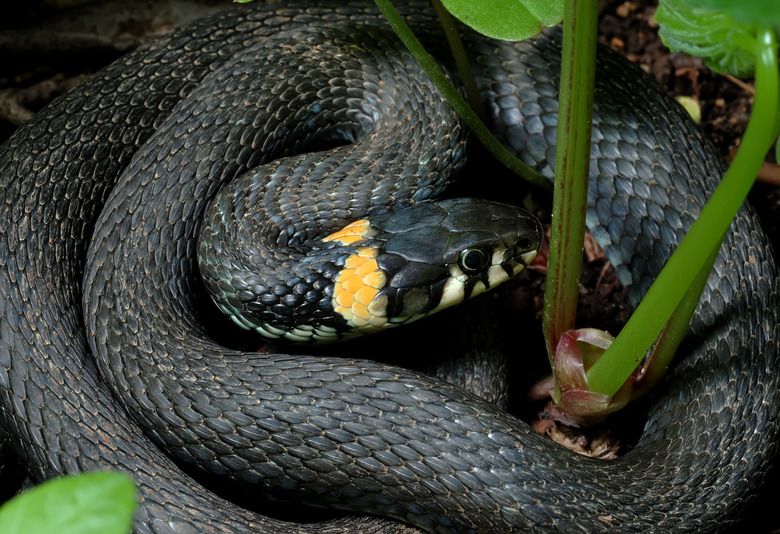 Grass-snake