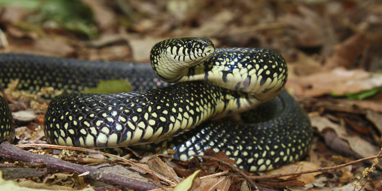 Black Kingsnake (Lampropeltis getula)