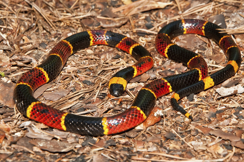 Coral Snake