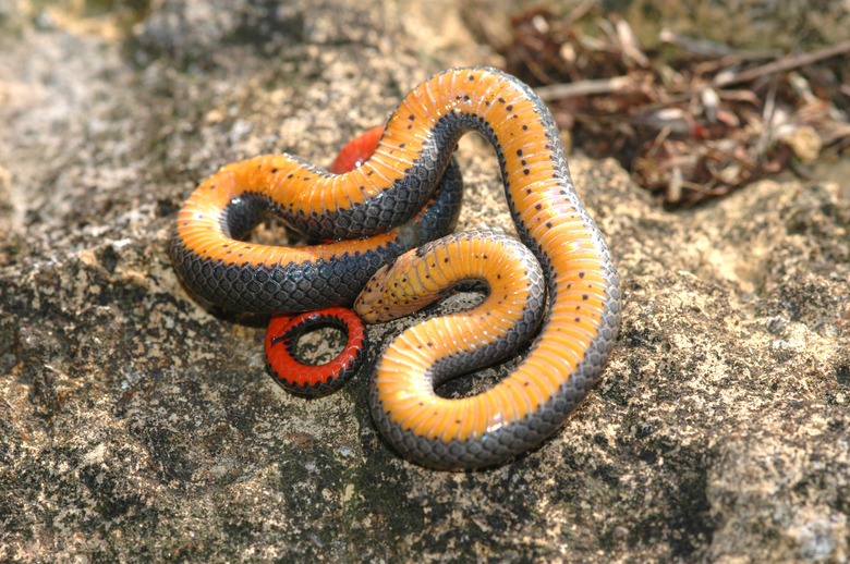 Prairie Ringneck Snake