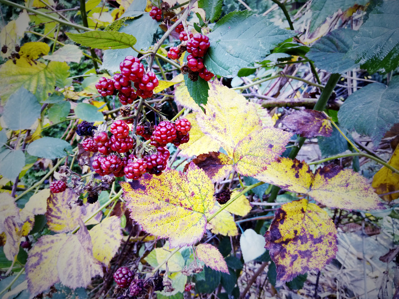 Blackberry bush in autumn. Blackberries foliage in the fall.