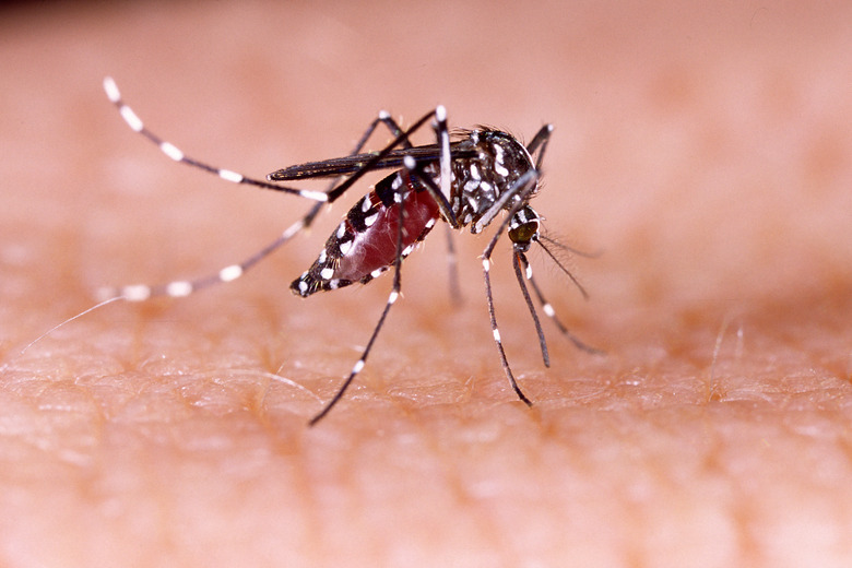 Zika virus aedes aegypti Dengue chikungunya Mayaro fever human skin