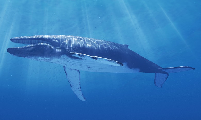 Blue whale, artwork