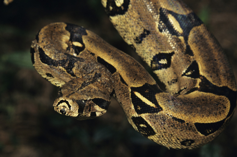 Red-tailed boa (Boa constrictor constrictor), Brazil