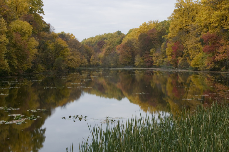 Tranquil tree-lined lake in autumn