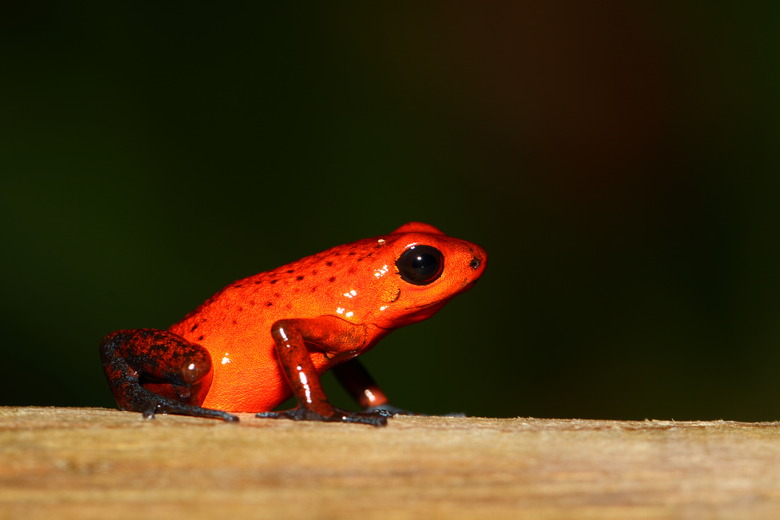 Blue jeans frog side view