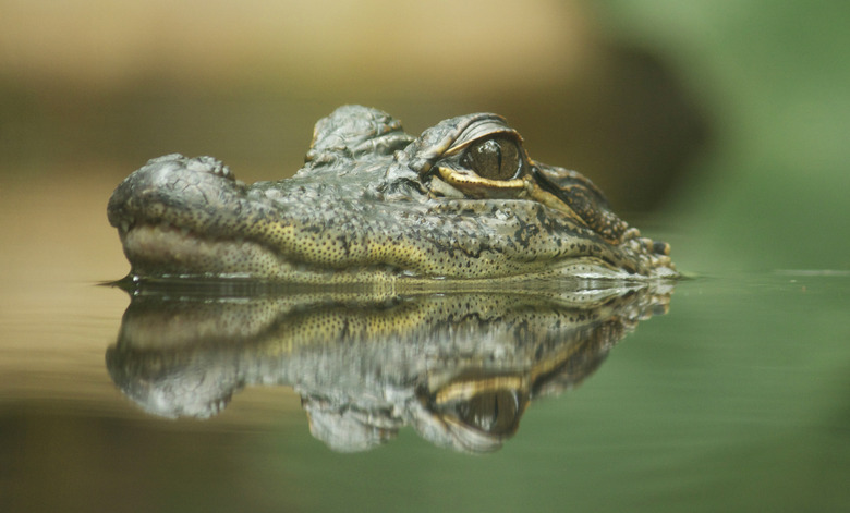 Crocodile reflection