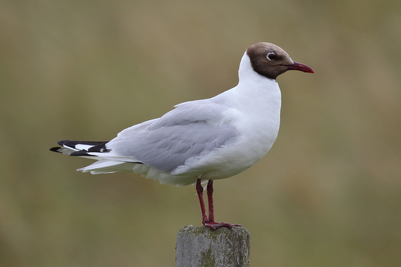 Black-Headed Gull (Chroicocephalus ridibundus) on a post