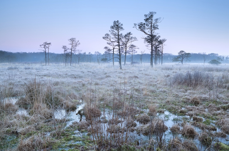 cold frosty sunrise on swamp