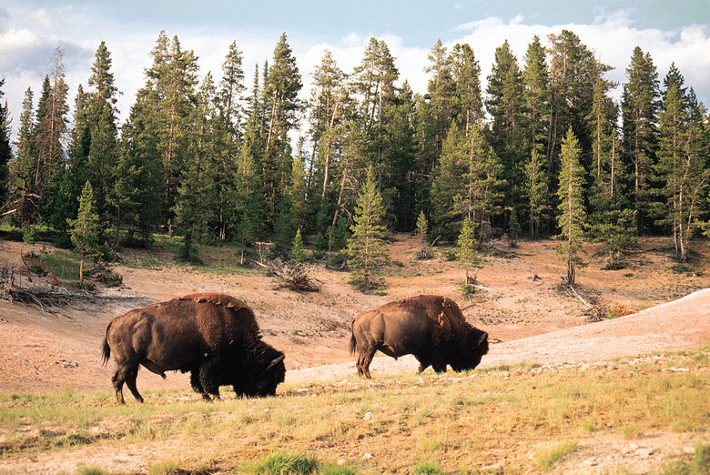 Bison in Yellowstone National Park , Wyoming