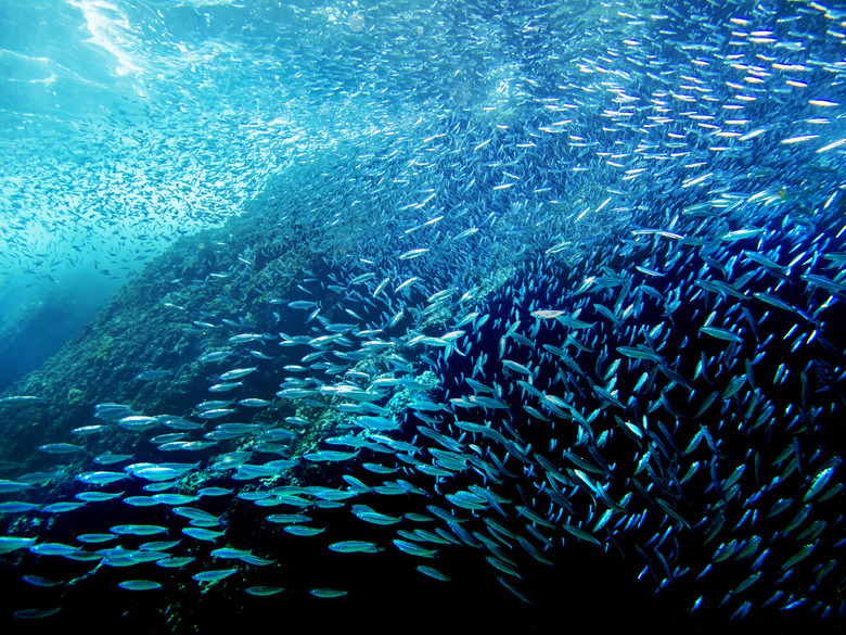 Sardines School