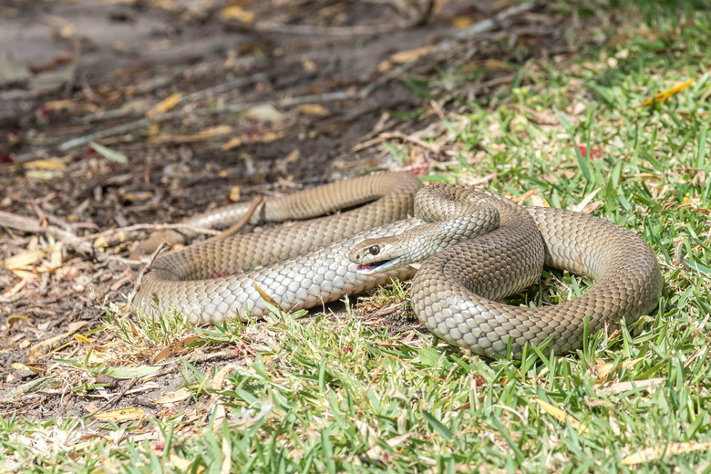 Eastern Brown snake