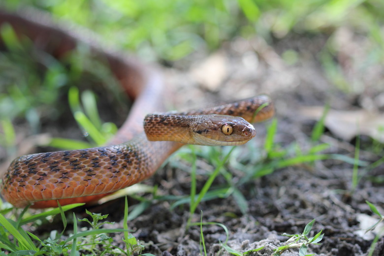 Brown Tree Snake (Boiga irregularis)