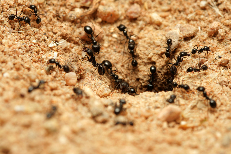 Black ants