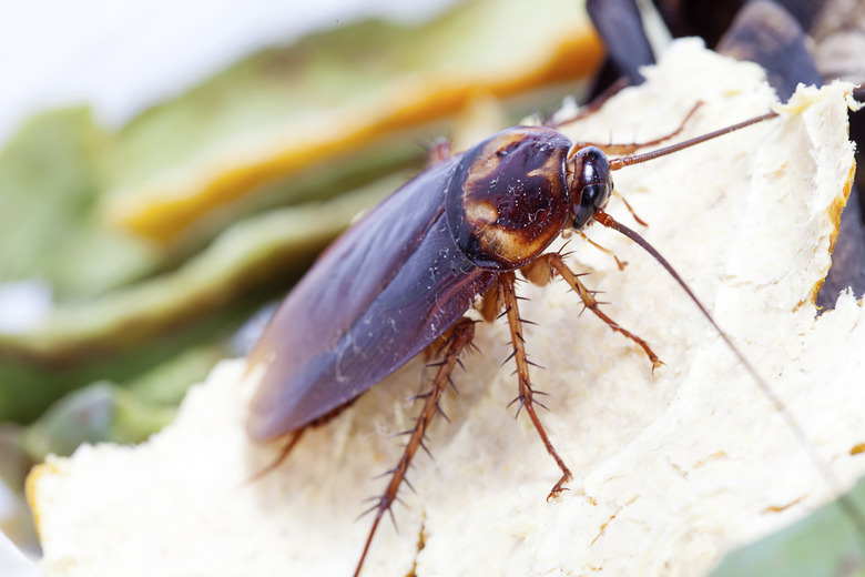 Dead Cockroach isolated on a white background