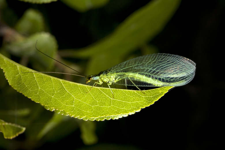 lacewing on leaf