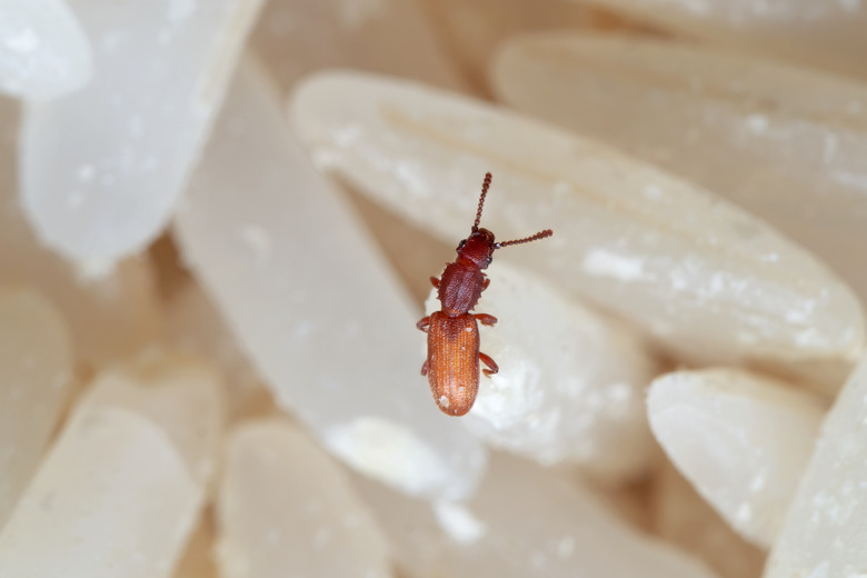 Macro Photo of Sawtoothed Grain Beetle on Raw Rice