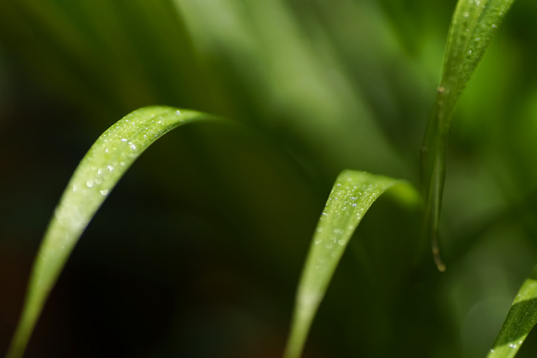 Abstract tropical nature: exotic macro of Green palm tree leaf