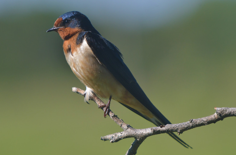 Barn Swallow on tree branch in Close-up