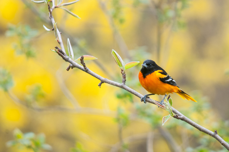 Baltimore Oriole