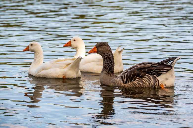 Three Gooses swiming on river, looking for somesing to eat.