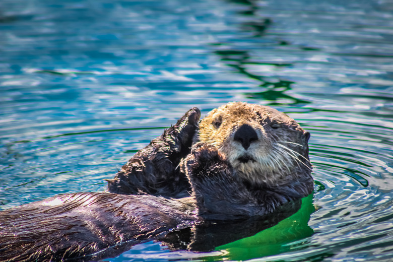 A winking Sea otter