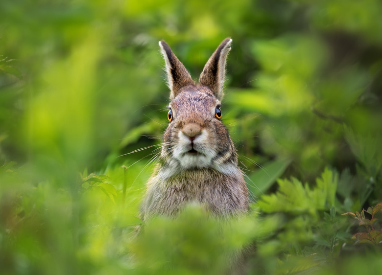 Portrait of a Rabbit