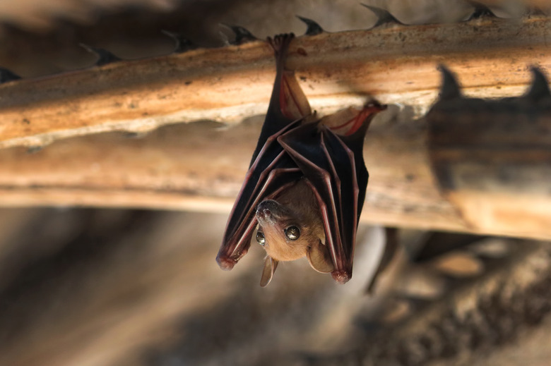 Small bat hanging on the tree