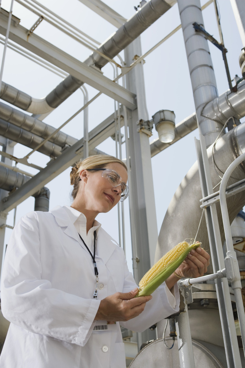 Scientist holding corn cob