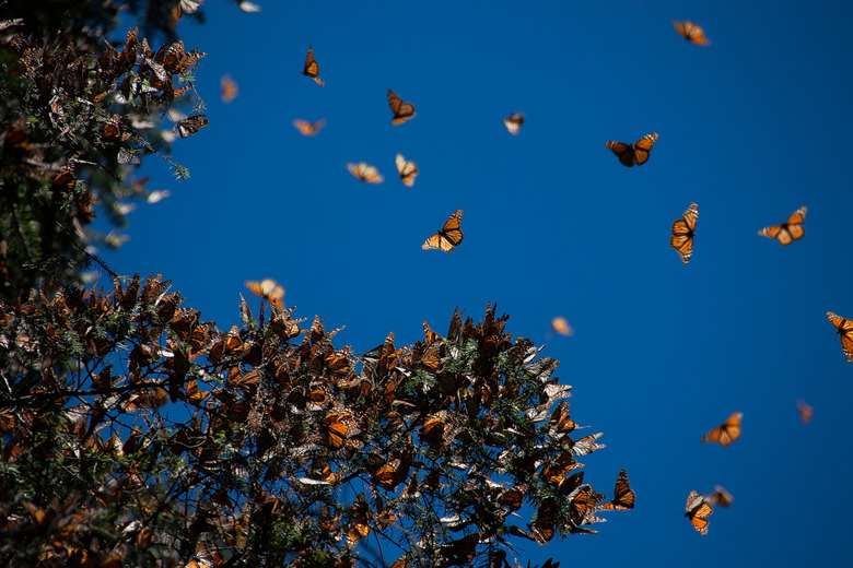 Monarch butterflies in Mexico.