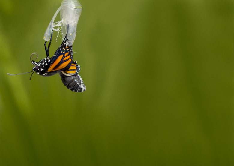 Monarch butterfly emerging from cocoon