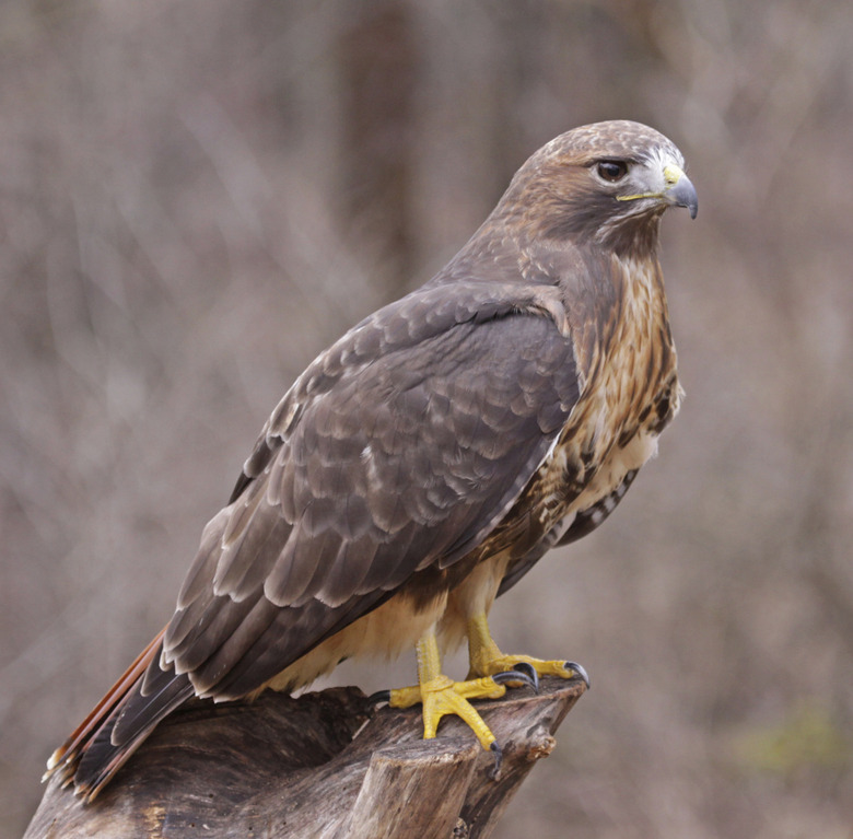 Posed Red-tailed Hawk