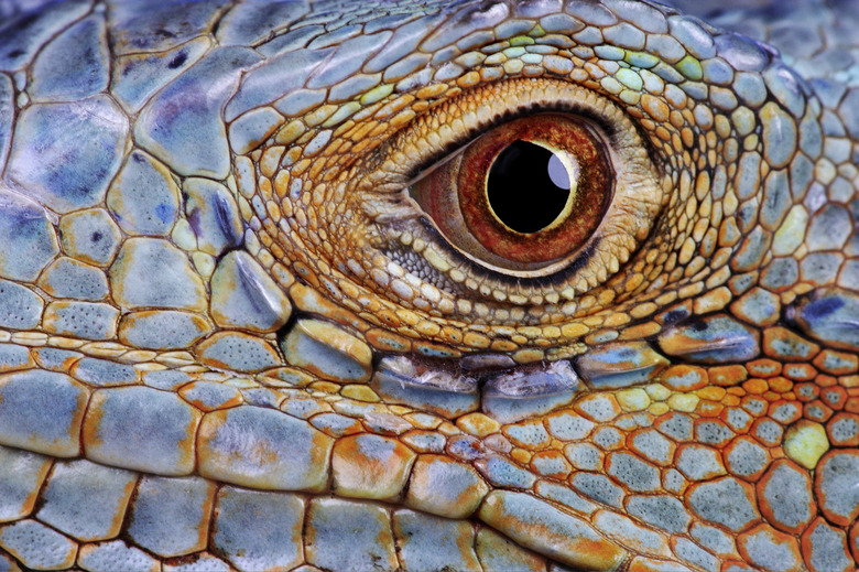 Iguana (Iguana iguana) eye, close-up