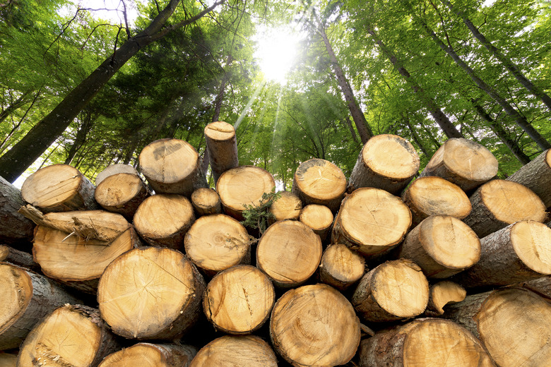 Wooden Logs with Forest on Background