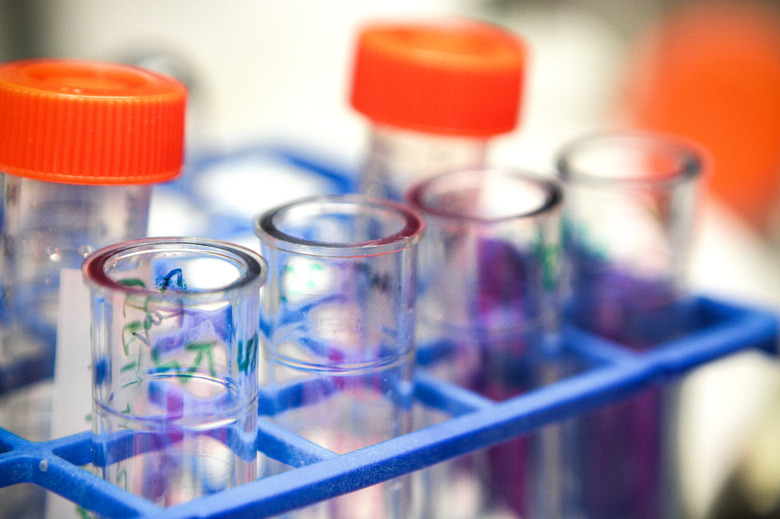 Test Tubes and Rack for Scientific Research