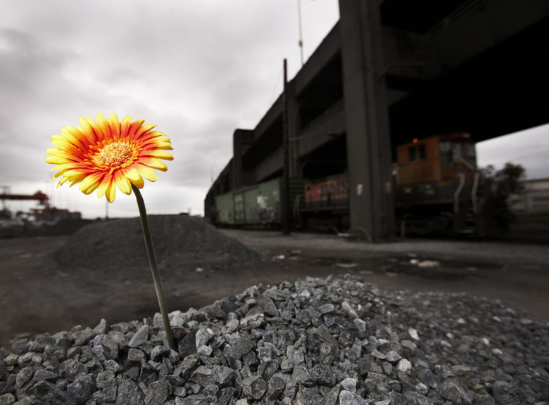 flower grown in unespected place