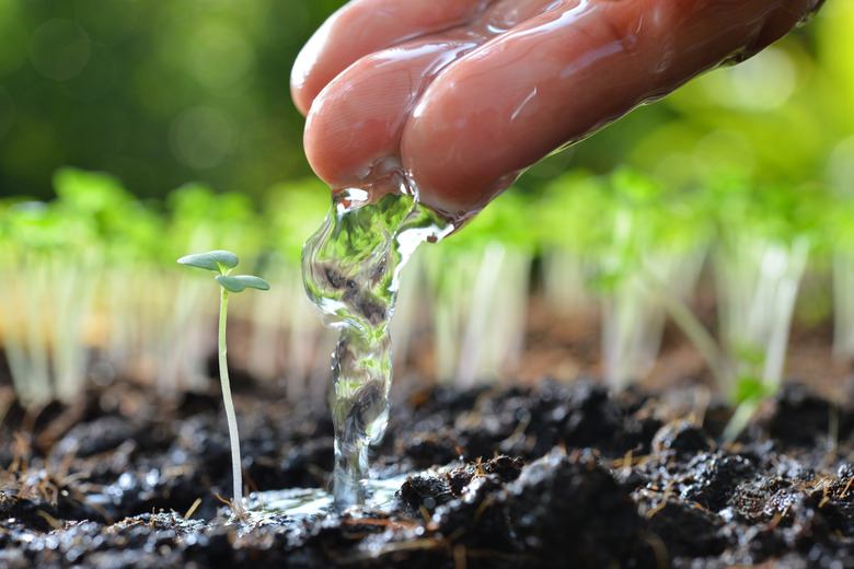 Farmer's hand watering a young plant