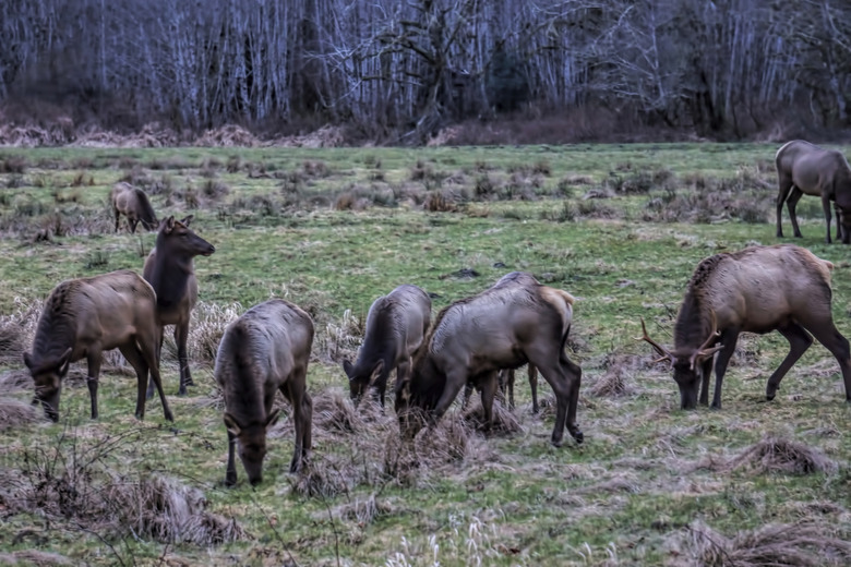 elk herd 2