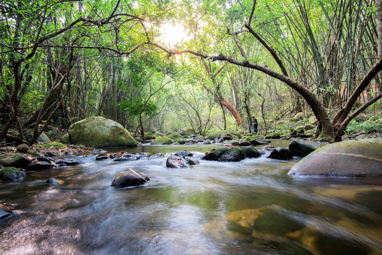 Mountain stream in green forest at spring time