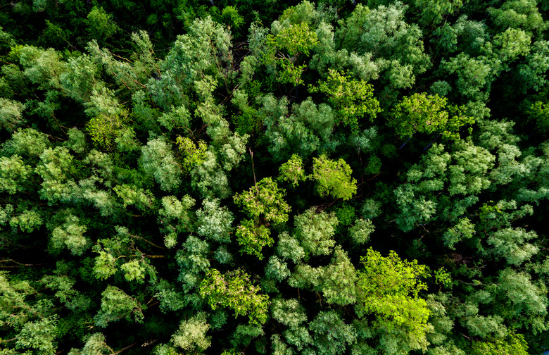 Aerial view of a lush green forest or woodland