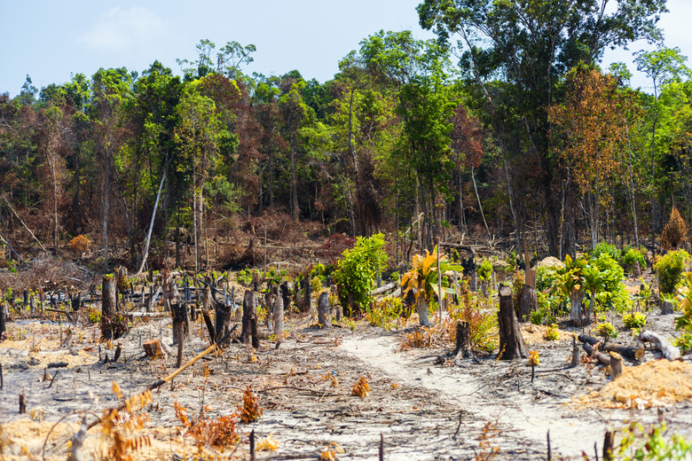 Burnt Rainforest in Cambodia