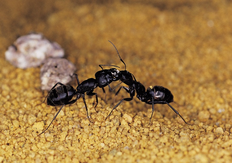 Worker ants socializing within a colony.