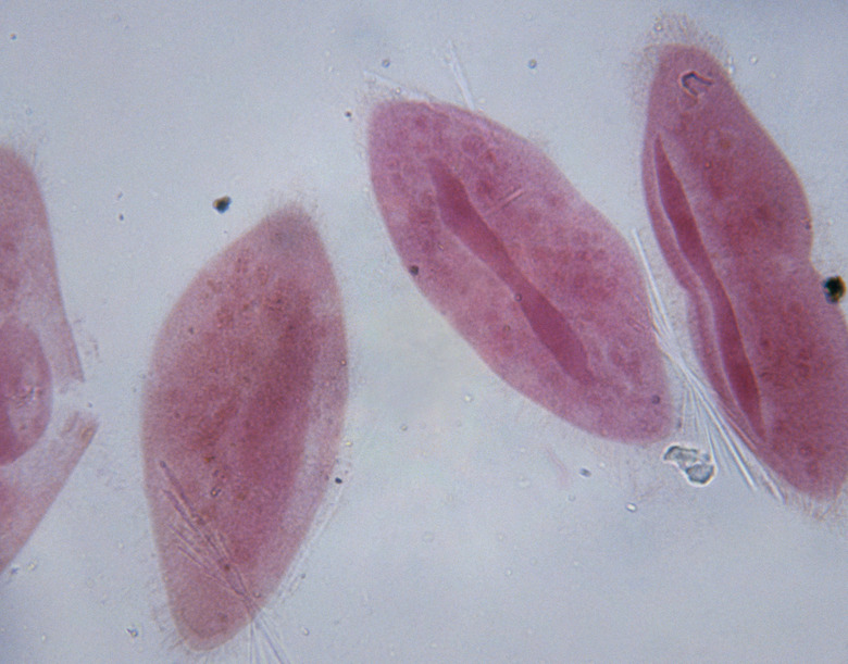 Microscopic Image of Paramecium