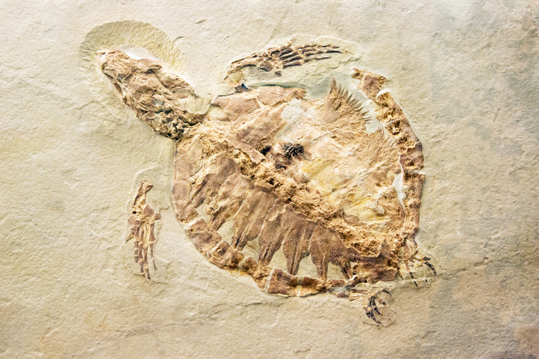 Fossil of a turtle